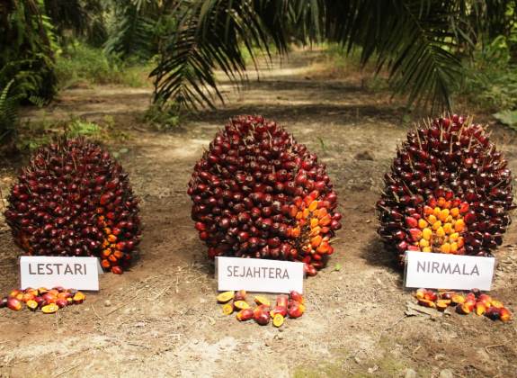 Palm Fruit